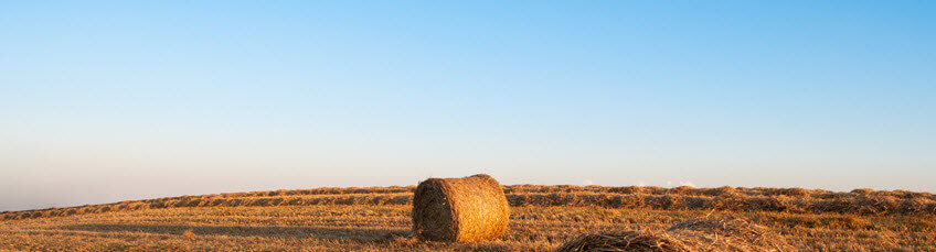 Round bales of hay in a field